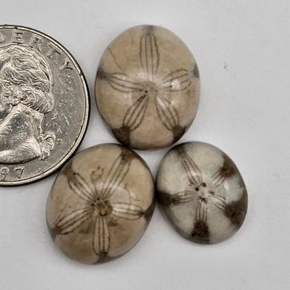 Sand dollar fossil lot