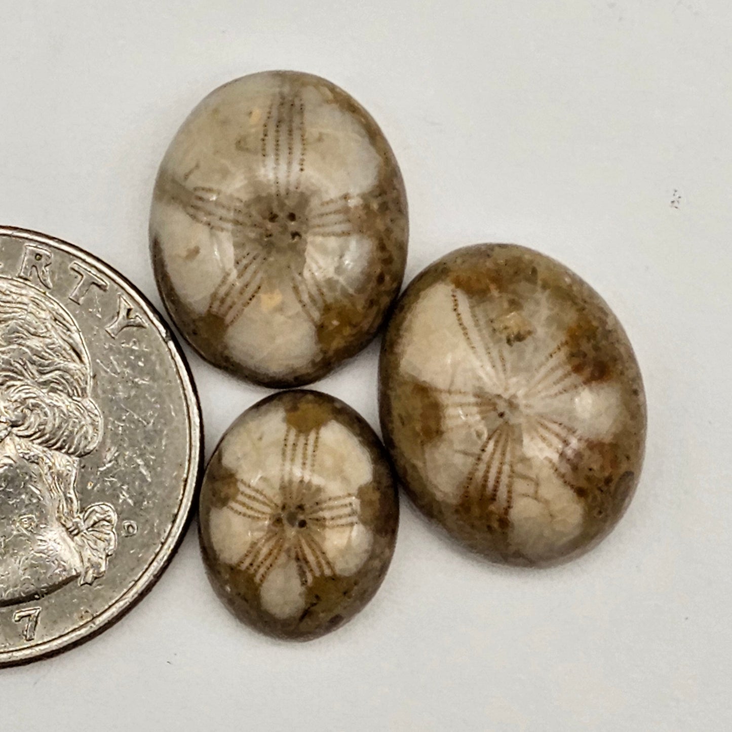 Sand dollar fossil lot