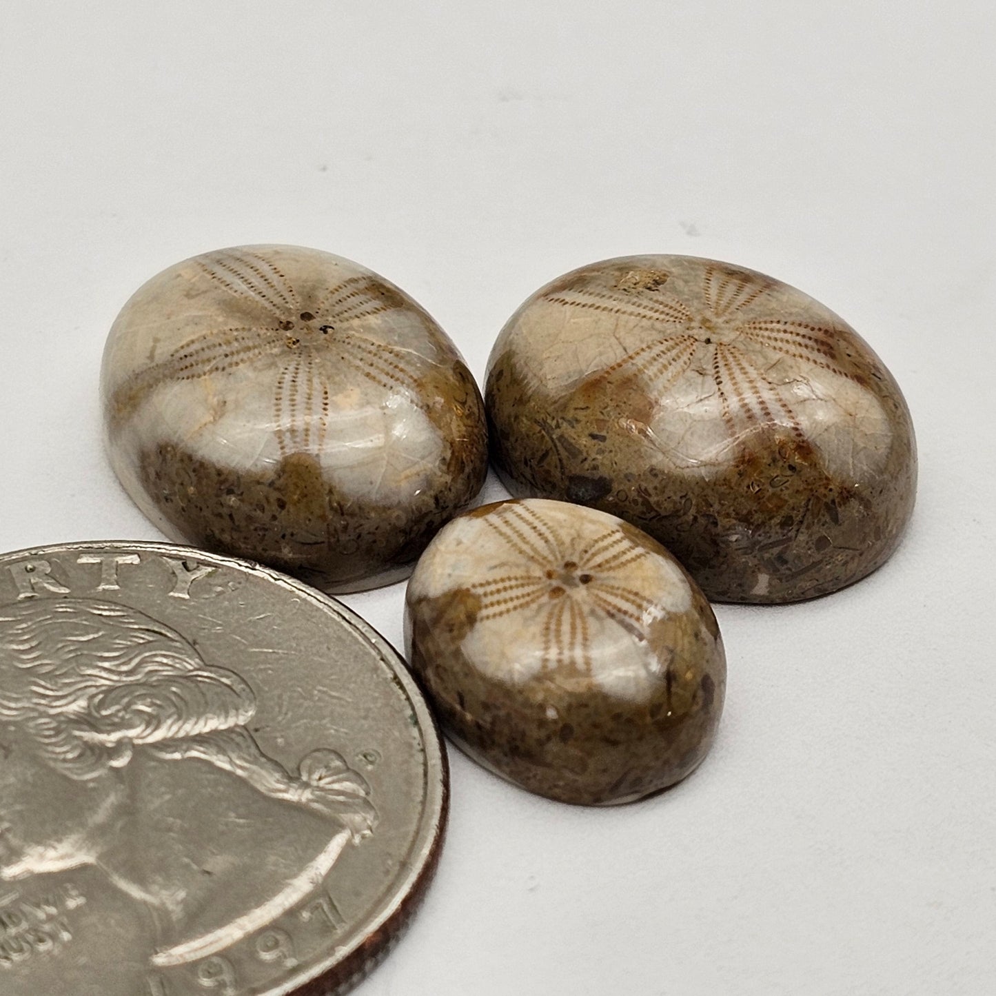 Sand dollar fossil lot