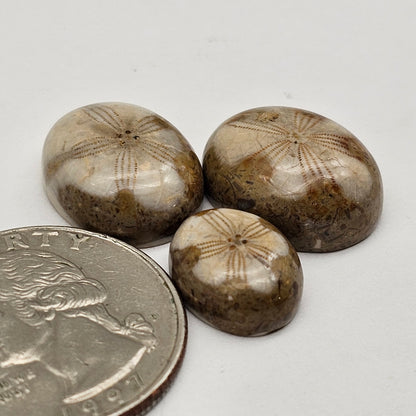 Sand dollar fossil lot