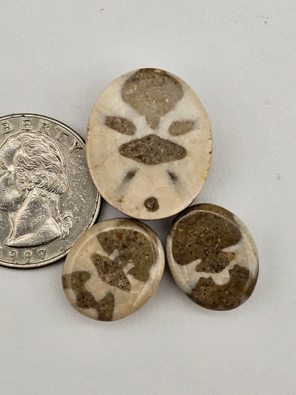 Sand dollar fossil lot