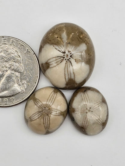 Sand dollar fossil lot
