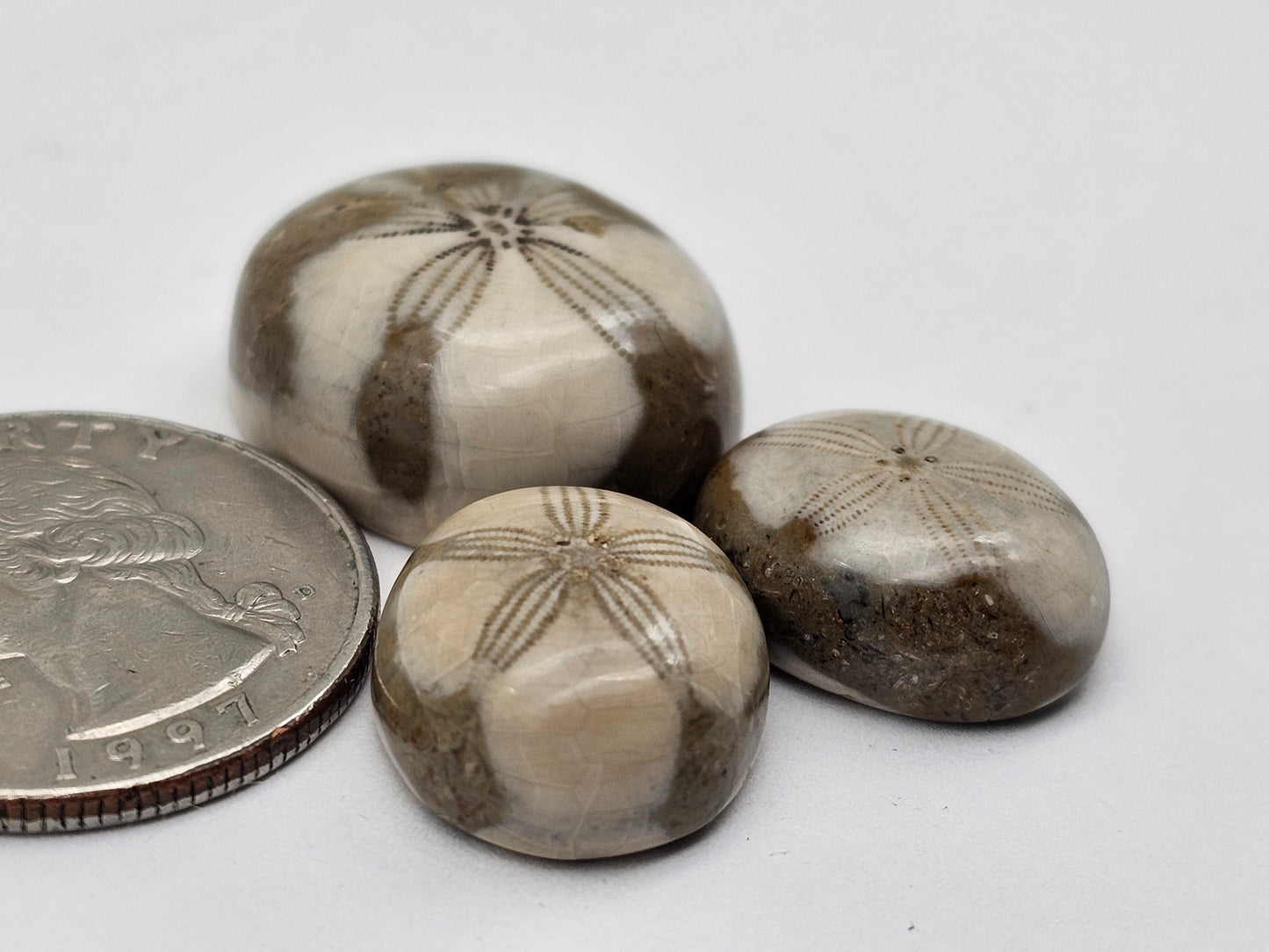 Sand dollar fossil lot