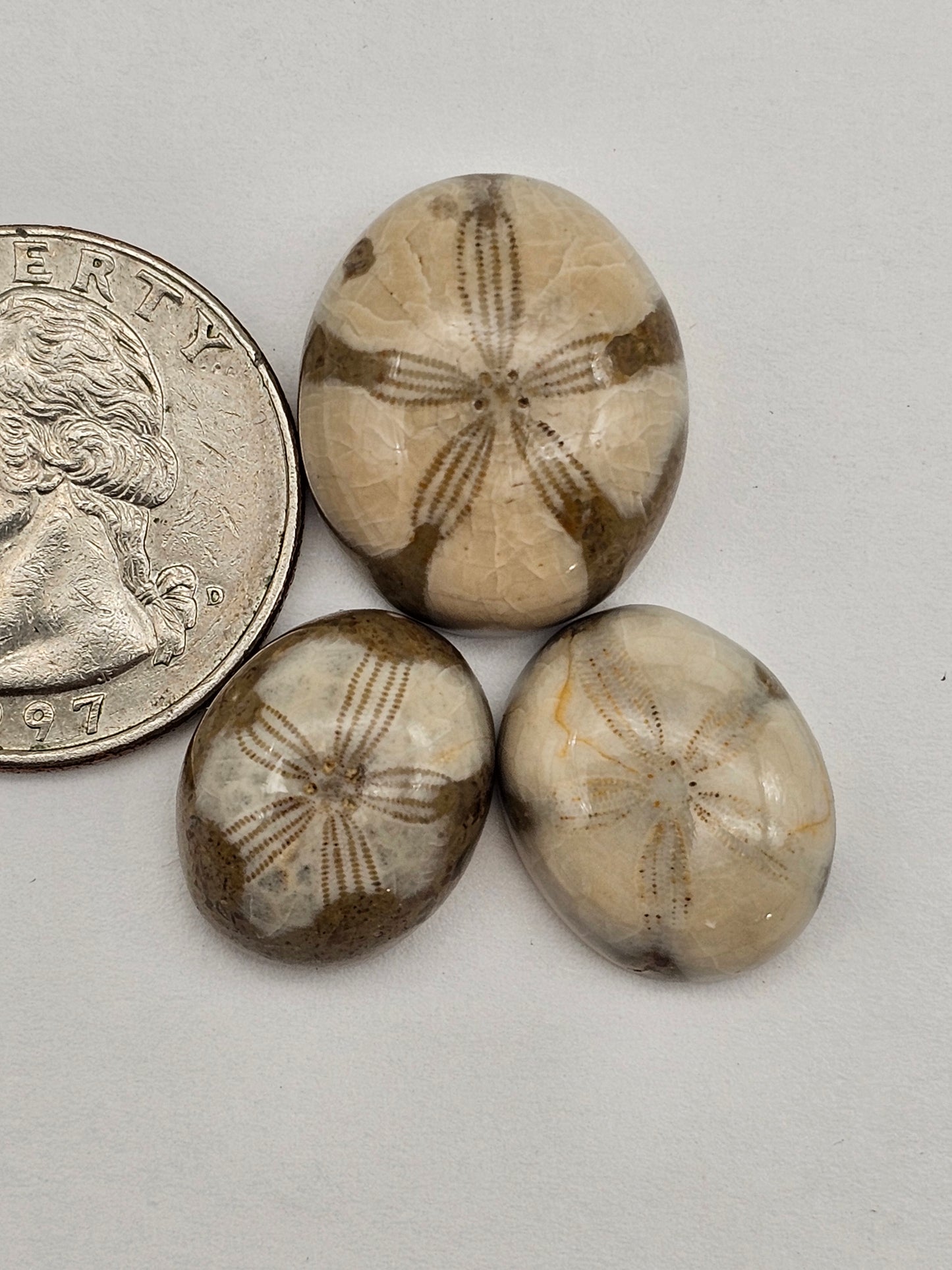 Sand dollar fossil lot