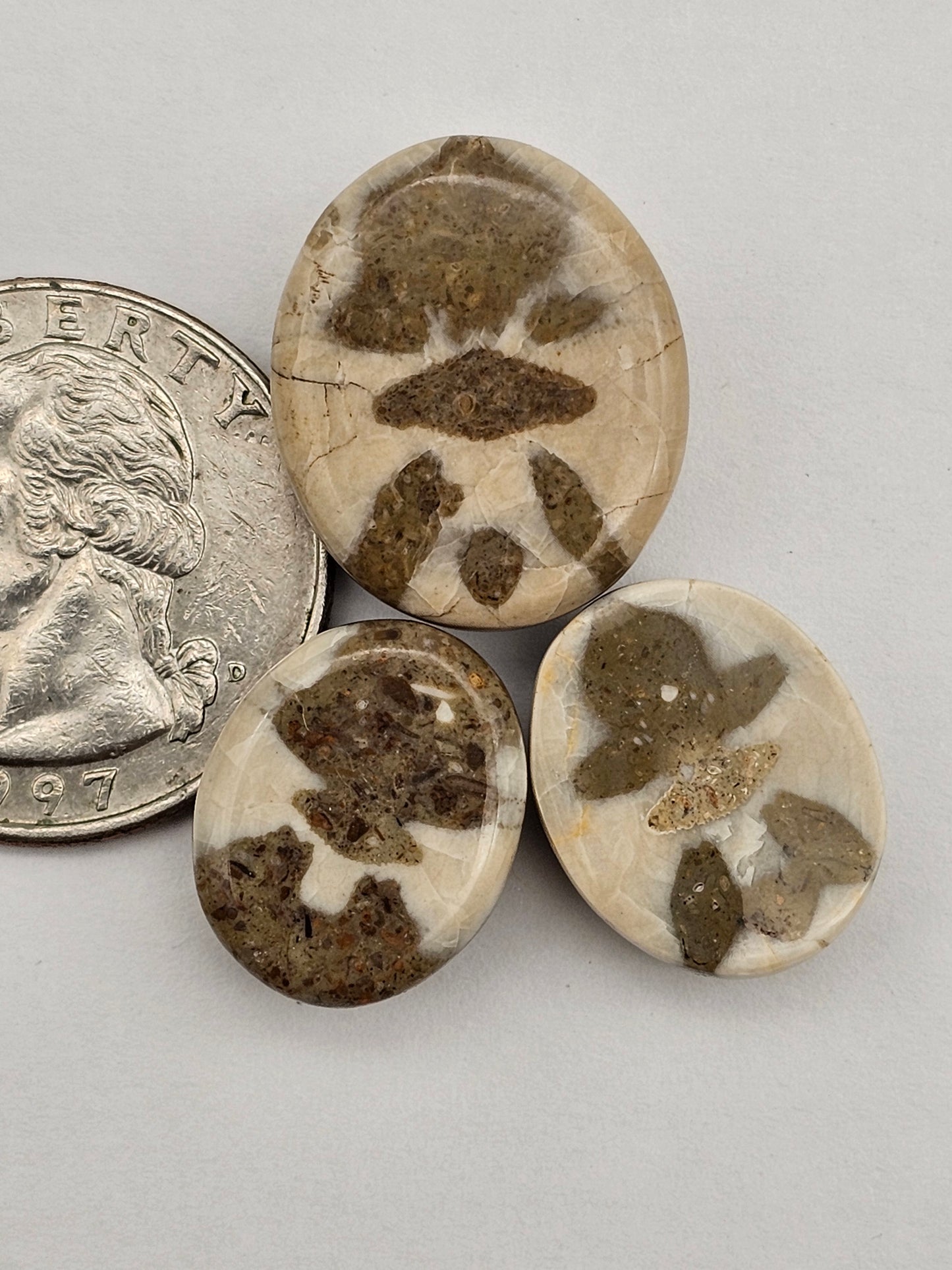 Sand dollar fossil lot