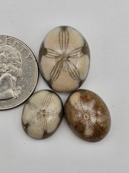 Sand dollar fossil lot