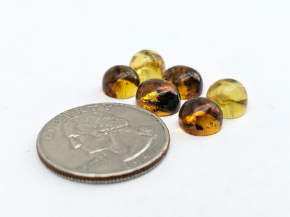 Amber authentic cabochon pair lot