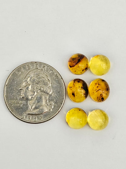 Amber authentic cabochon pair lot