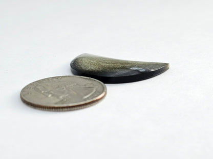 Golden Obsidian Moon Cabochon
