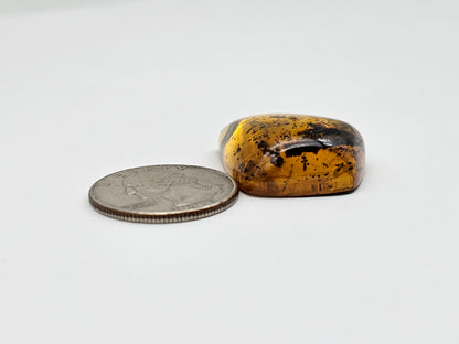 Amber Authentic Cabochon with Bug Inclusion