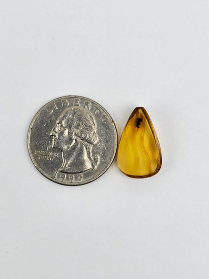Amber Authentic Cabochon with Bug Inclusion