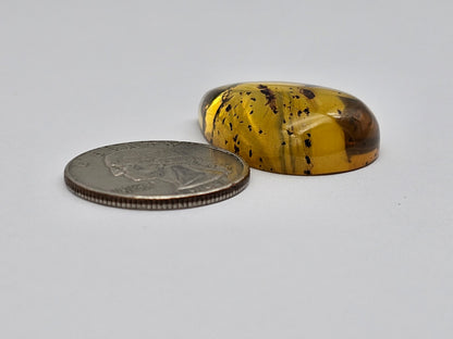 Amber Authentic Cabochon with Bug Inclusion