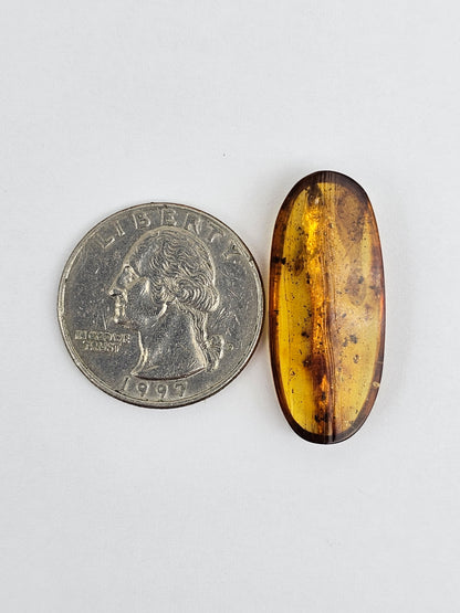 Amber Authentic Cabochon with Bug Inclusion
