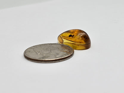Amber Authentic Cabochon with Bug Inclusion