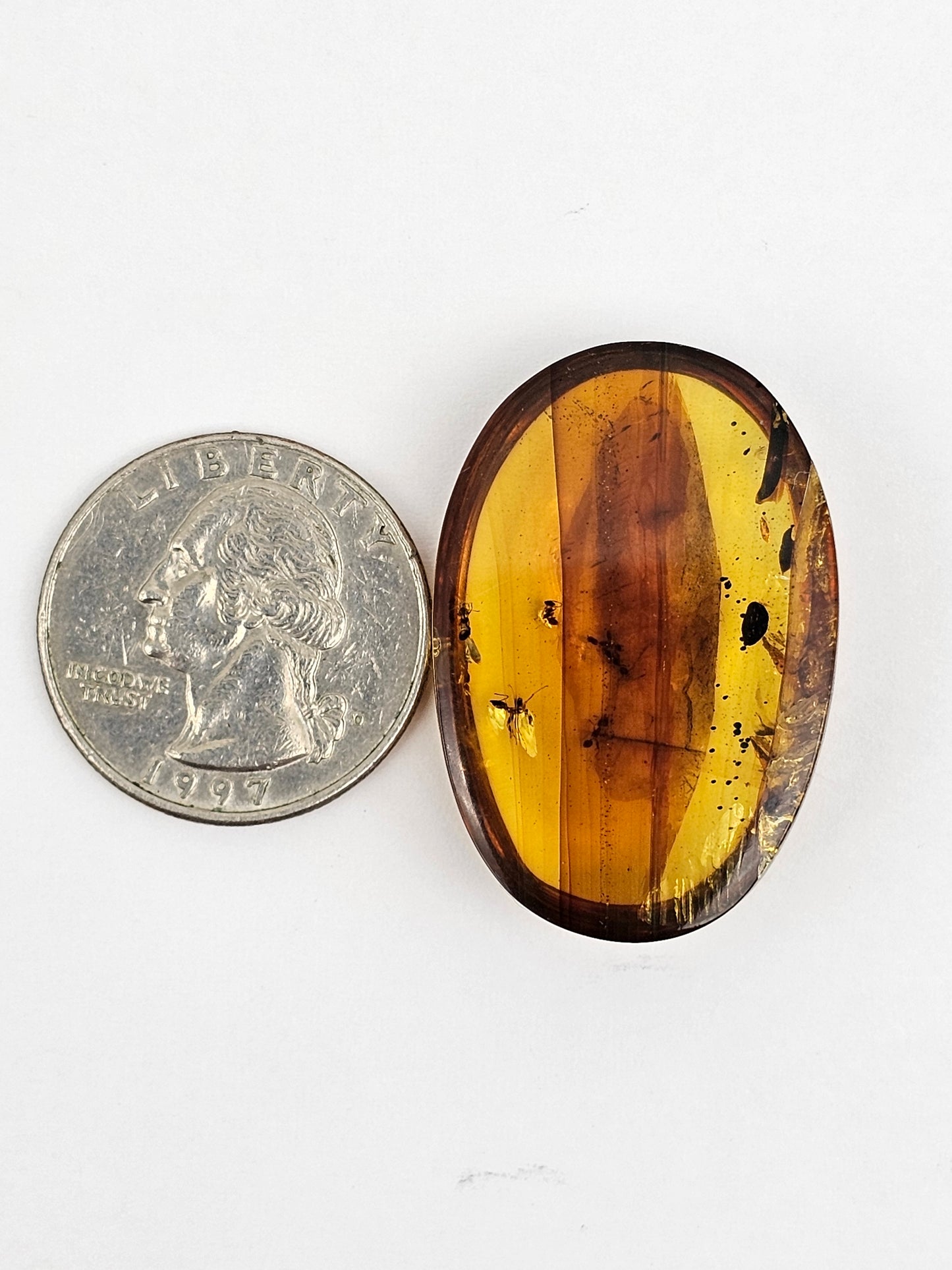 Amber Authentic Cabochon with Bug Inclusion