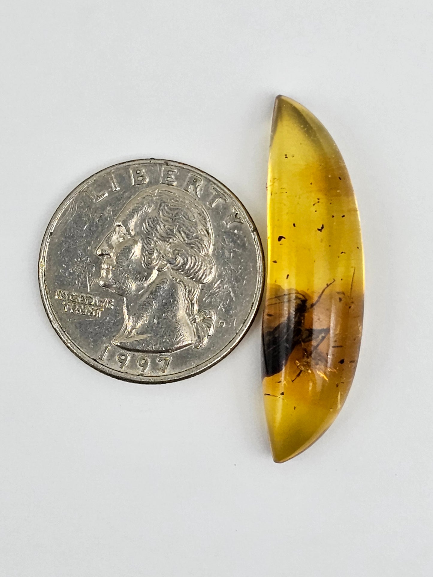 Amber Authentic Cabochon with Bug Inclusion
