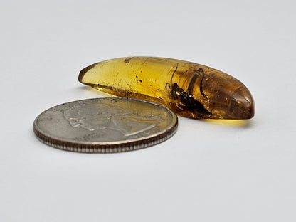 Amber Authentic Cabochon with Bug Inclusion