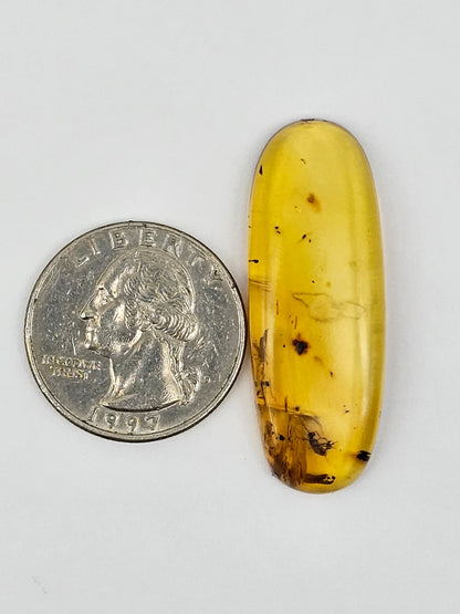 Amber Authentic Cabochon with Bug Inclusion