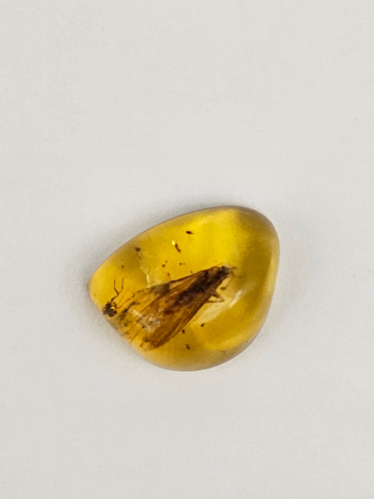 Amber Authentic Cabochon with Bug Inclusion