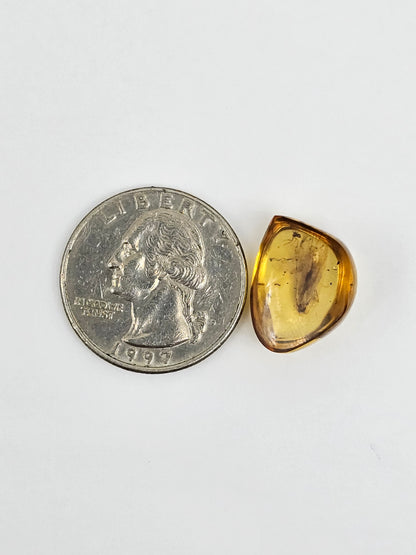 Amber Authentic Cabochon with Bug Inclusion