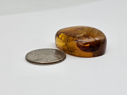 Real amber with insect inclusion