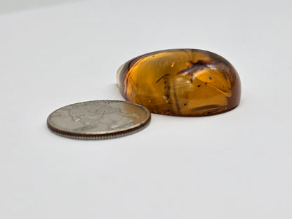 Amber Authentic Cabochon with Bug Inclusion