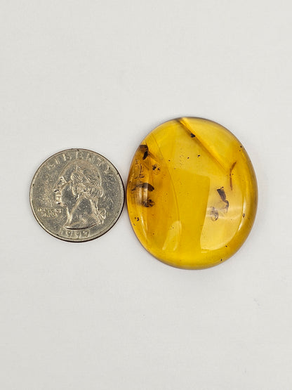 Amber Authentic Cabochon with Bug Inclusion