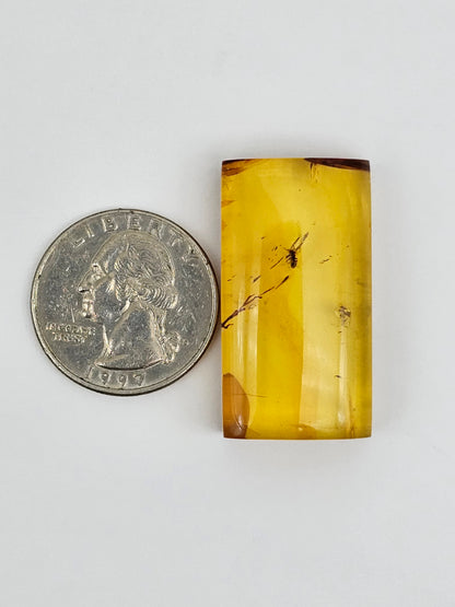 Amber Authentic Cabochon with Bug Inclusion