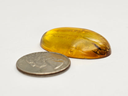 Amber Authentic Cabochon with Bug Inclusion