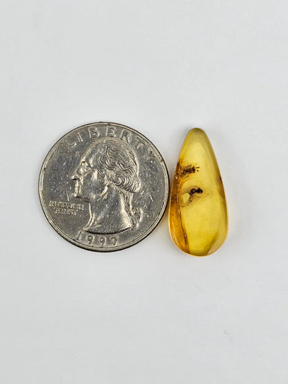 Amber Authentic Cabochon with Bug Inclusion