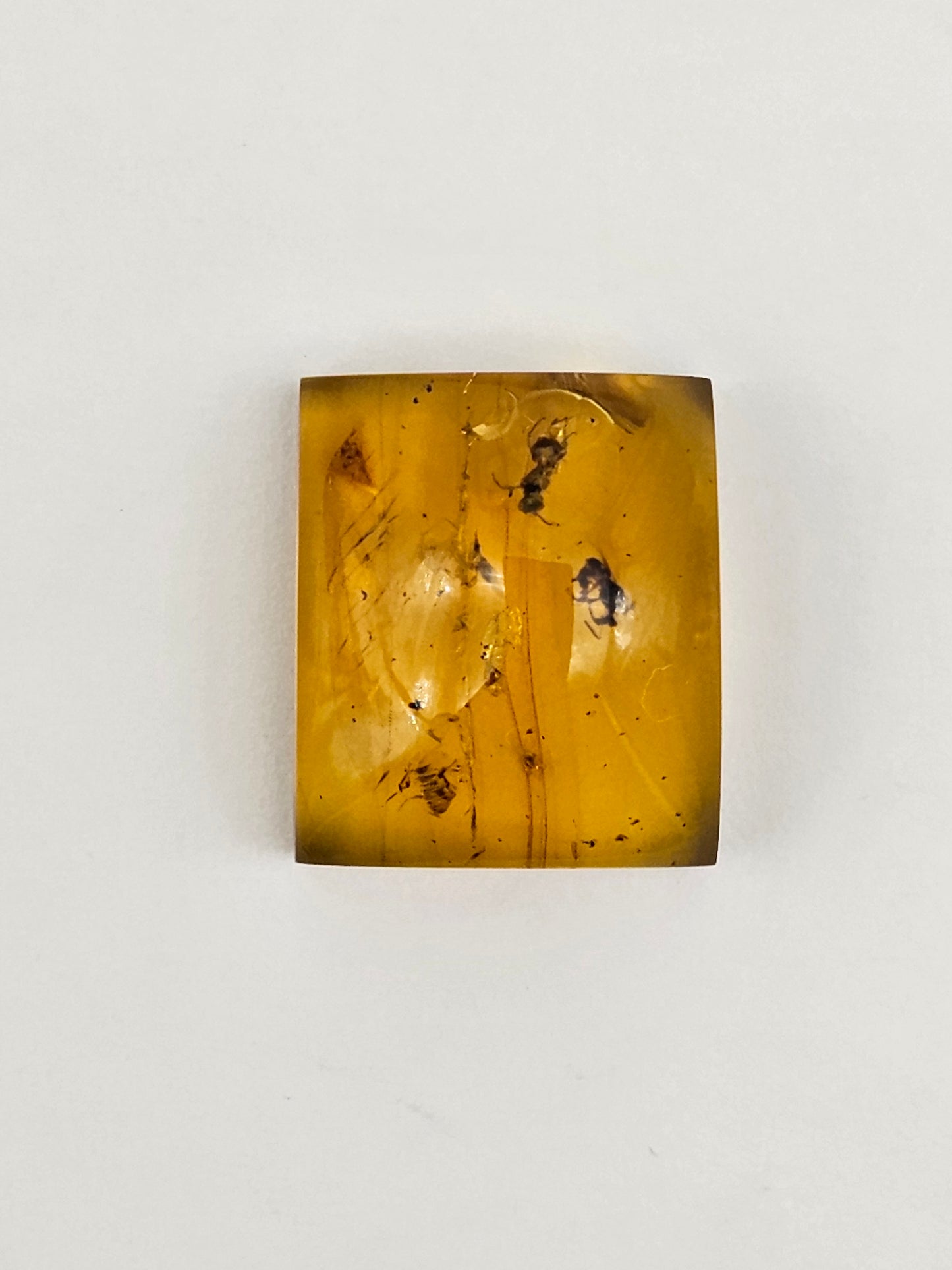 Amber Authentic Cabochon with Bug Inclusion