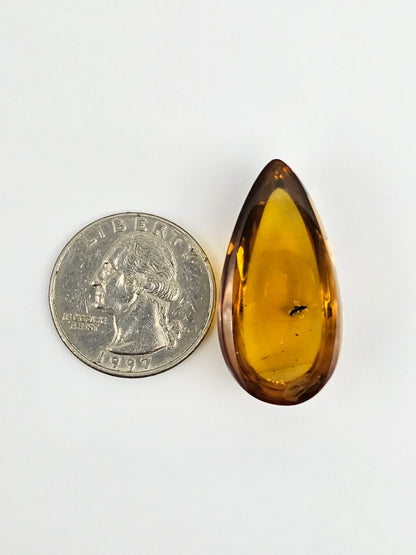 Amber Authentic Cabochon with Bug Inclusion