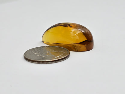 Amber Authentic Cabochon with Bug Inclusion