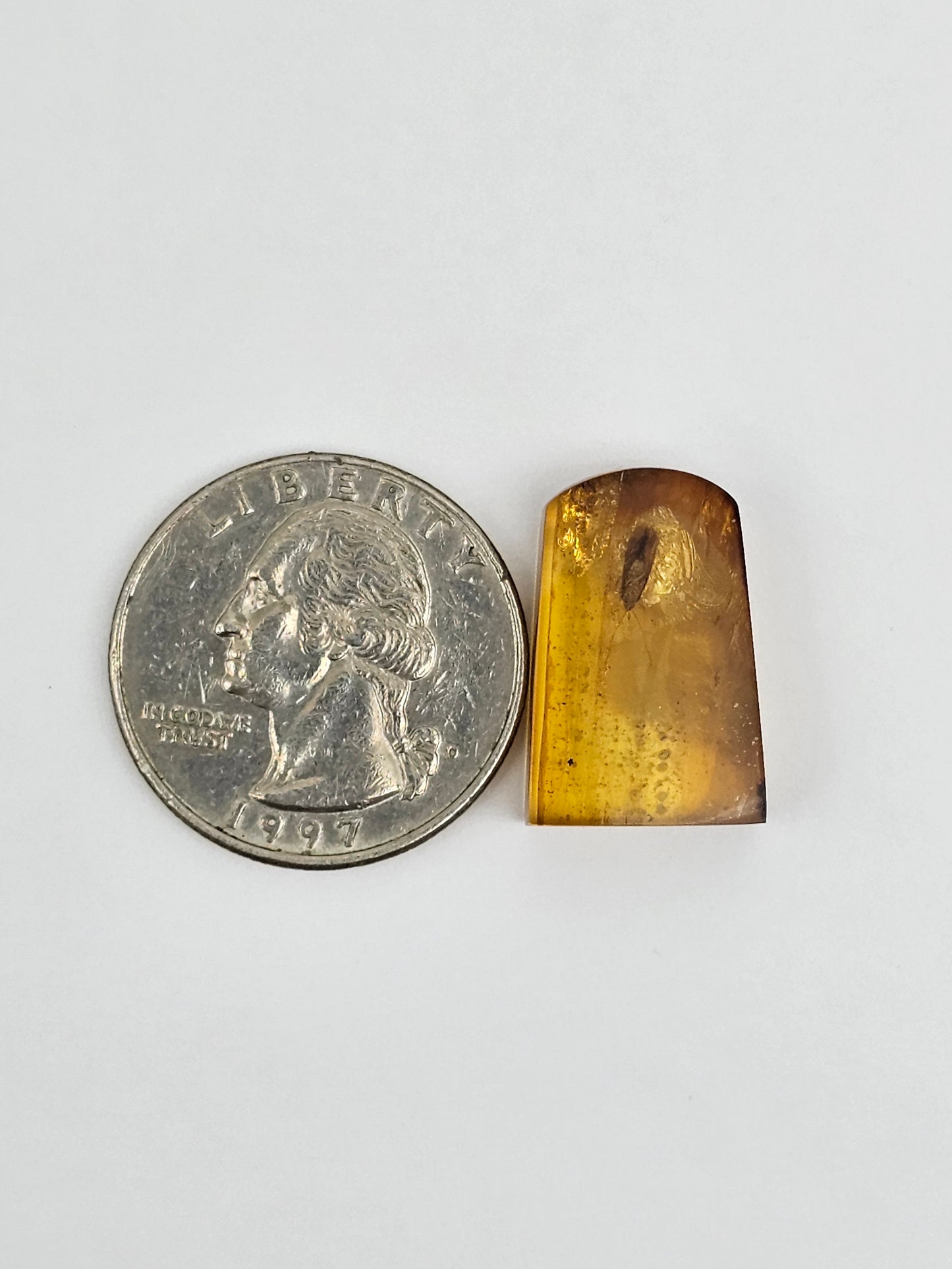 Amber Authentic Cabochon with Bug Inclusion