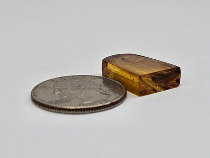 Amber Authentic Cabochon with Bug Inclusion