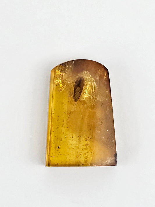 Amber Authentic Cabochon with Bug Inclusion