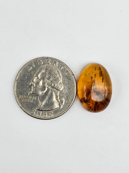 Amber Authentic Cabochon with Bug Inclusion