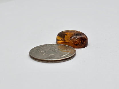 Amber Authentic Cabochon with Bug Inclusion