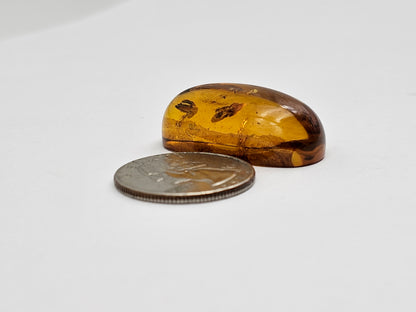 Amber Authentic Cabochon with Bug Inclusion