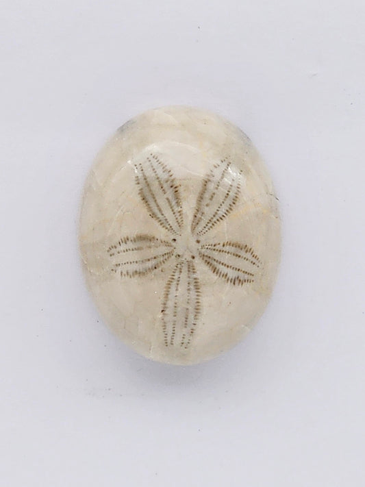 Sand Dollar fossil large