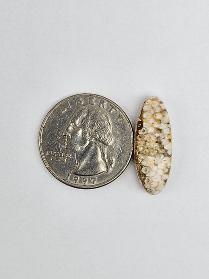 Snake skin agate cabochon