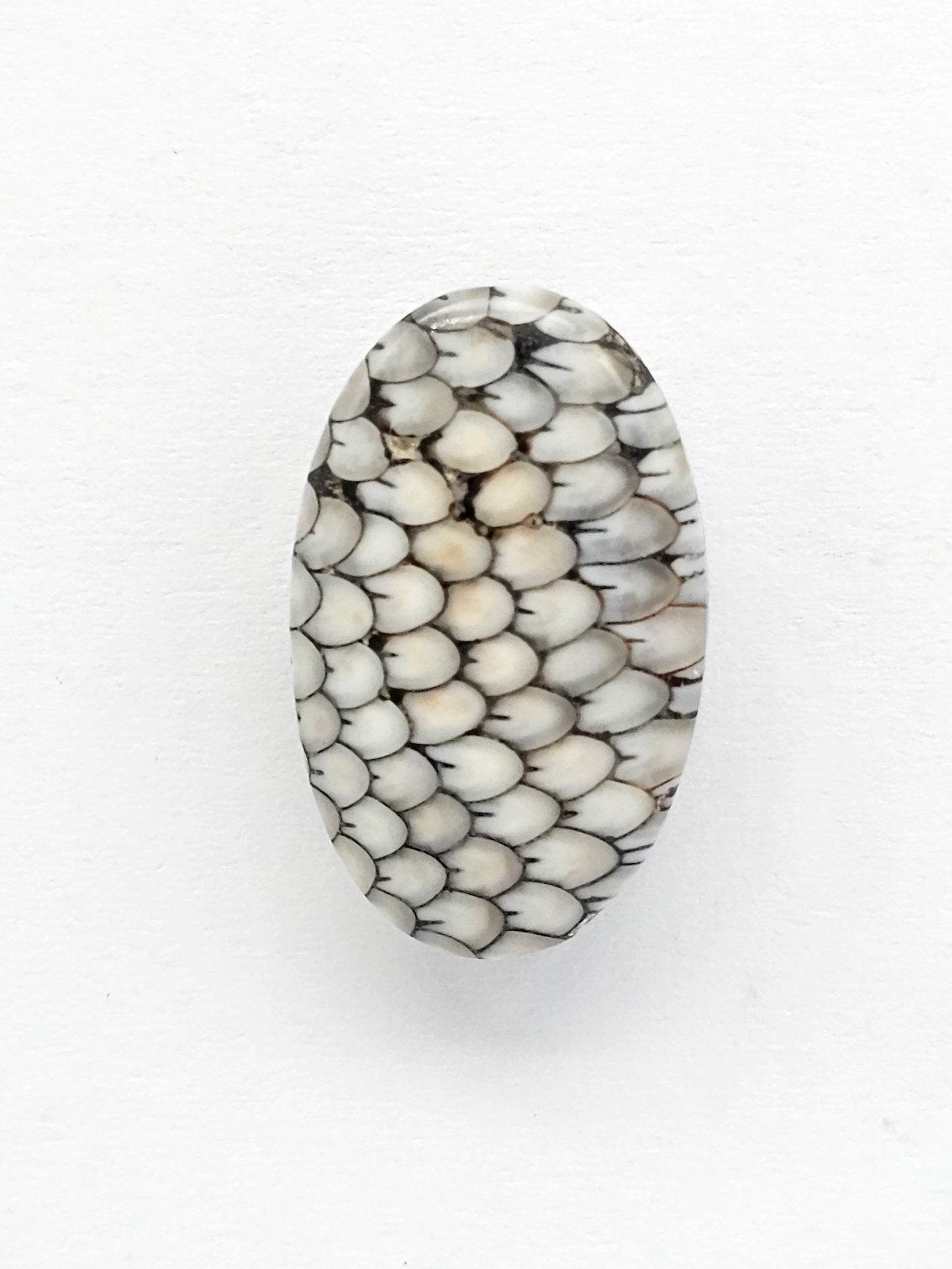Snake skin agate cabochon