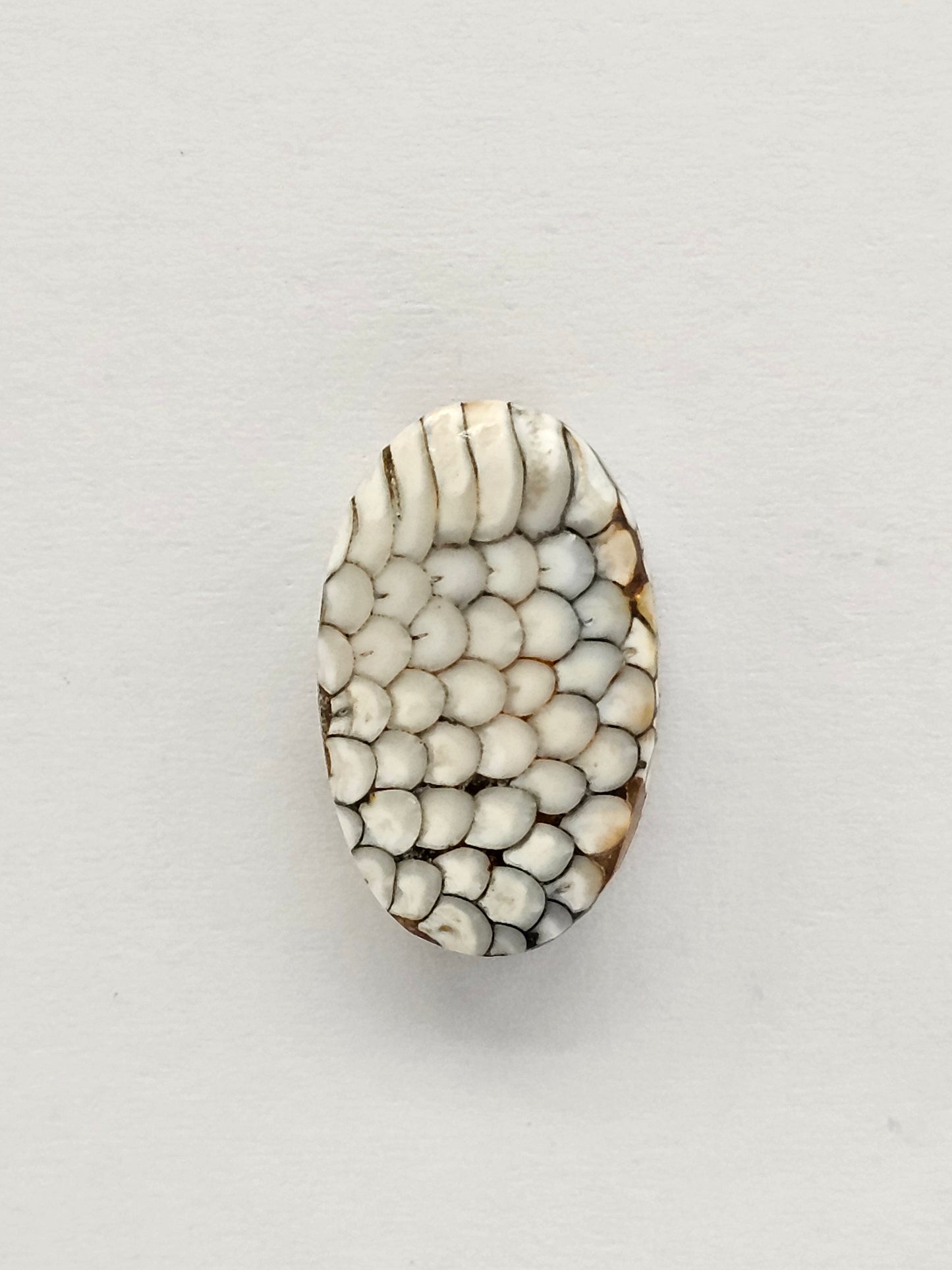 Snake skin agate cabochon