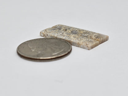 Fossilized Coral Agate Pair