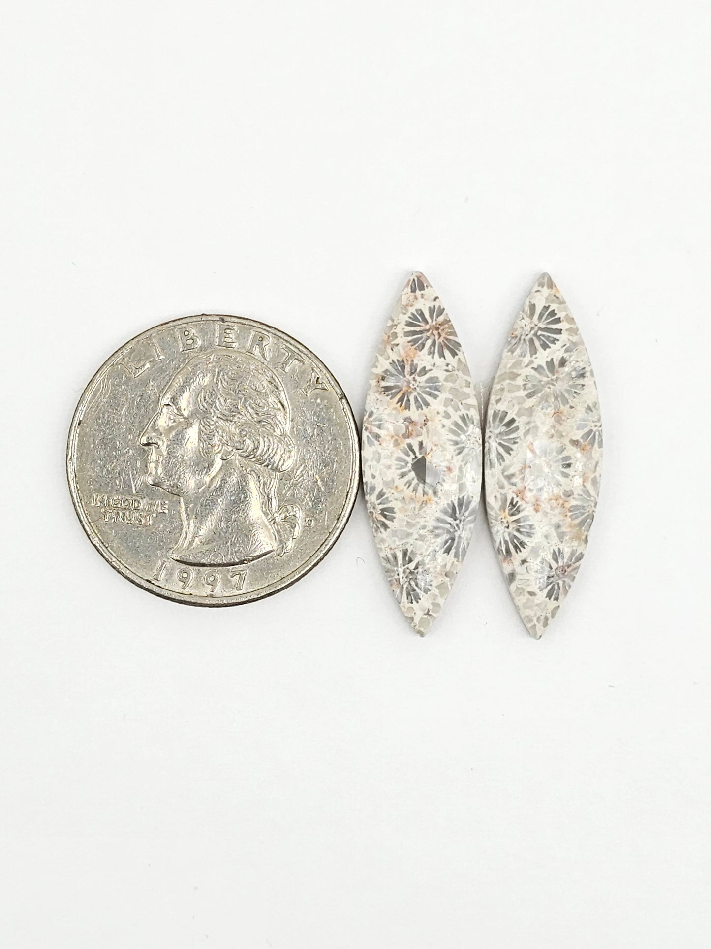 Fossilized Coral Agate Pair