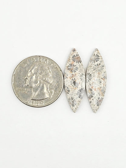 Fossilized Coral Agate Pair
