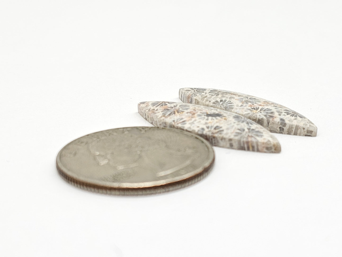 Fossilized Coral Agate Pair