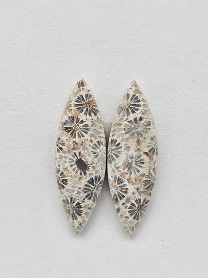 Fossilized Coral Agate Pair