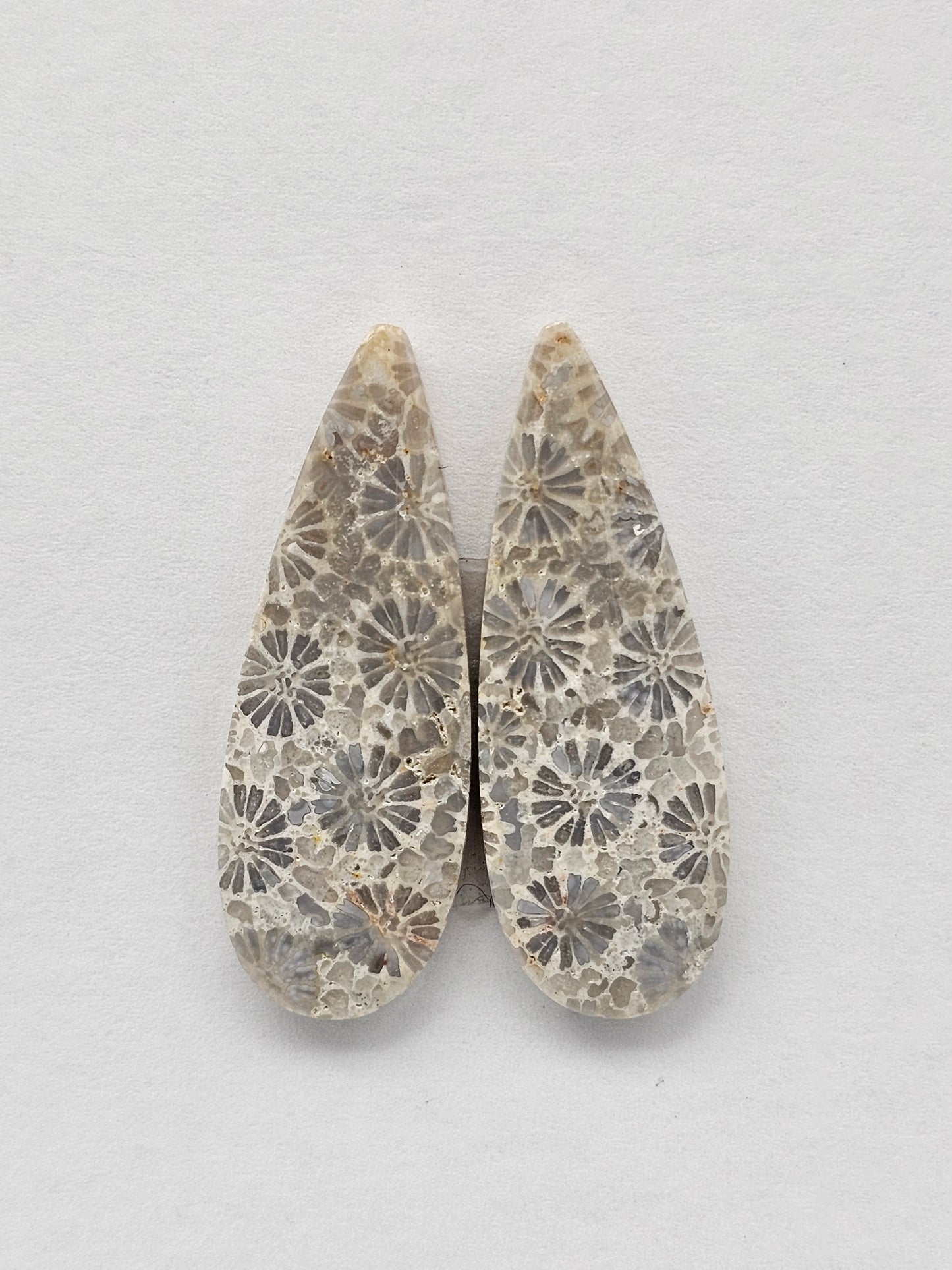 Fossilized Coral Agate Pair