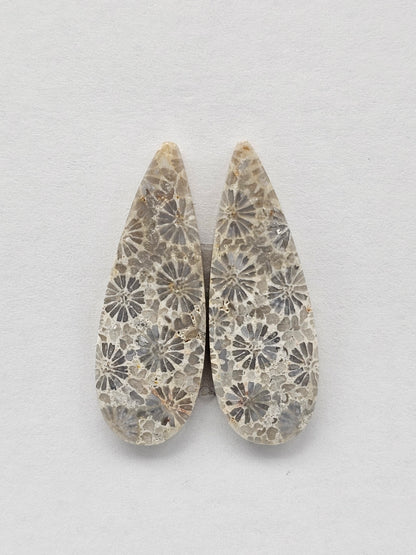 Fossilized Coral Agate Pair